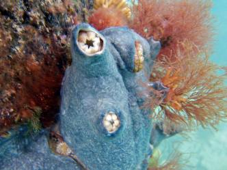 Colonial ascidian covering solitary species, Flinders