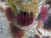 Urchins, Heliocidaris, @ Jawbone