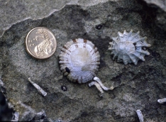 Common limpets. The species on the left, Cellana tramoserica, is taken for bait and food.