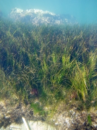 Seagrass, Zostera nigricaulis