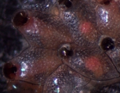 Bryozoan, Watersipora subtorquata, with brooded embryos (pink patches)