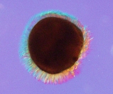 Larva of bryozoan, Schizoporella