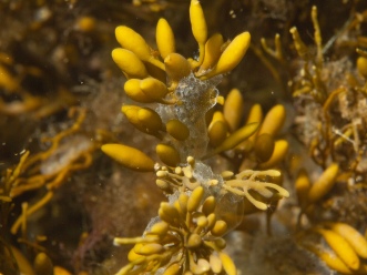 Colonial ascidian on algae
